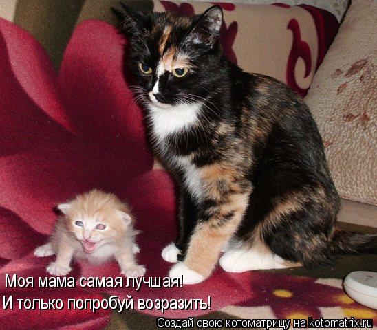 Котоматрица: Моя мама самая лучшая!                       И только попробуй возразить!                     И только попробуй возразить!
