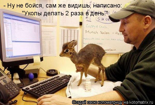 Котоматрица: - Ну не бойся, сам же видишь, написано: "Уколы делать 2 раза в день."