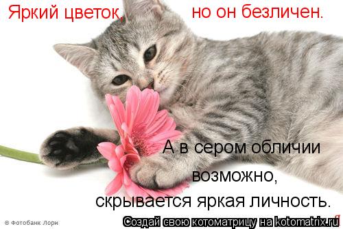 Котоматрица: Яркий цветок, скрывается яркая личность. А в сером обличии возможно, но он безличен.