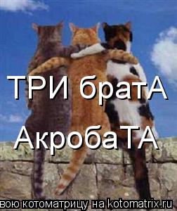 Котоматрица: ТРИ братА АкробаТА