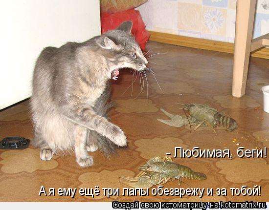 Котоматрица: - Любимая, беги! А я ему ещё три лапы обезврежу и за тобой!