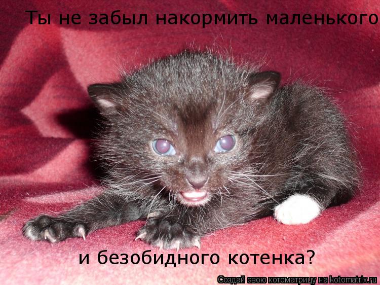 Котоматрица: Ты не забыл накормить маленького  и безобидного котенка?