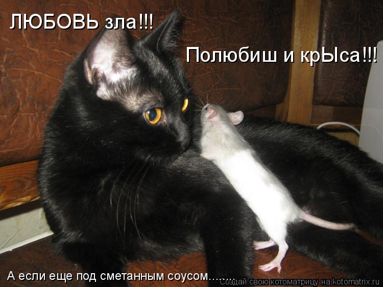 Котоматрица: ЛЮБОВЬ зла!!! Полюбиш и крЫса!!! А если еще под сметанным соусом........