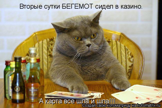 Котоматрица: Вторые сутки БЕГЕМОТ сидел в казино. А карта все шла и шла!!!