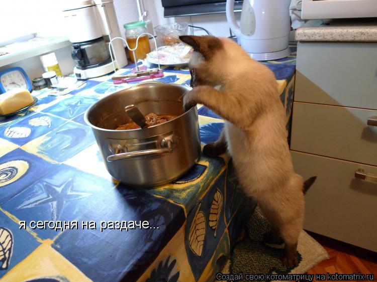 Котоматрица: я сегодня на раздаче...