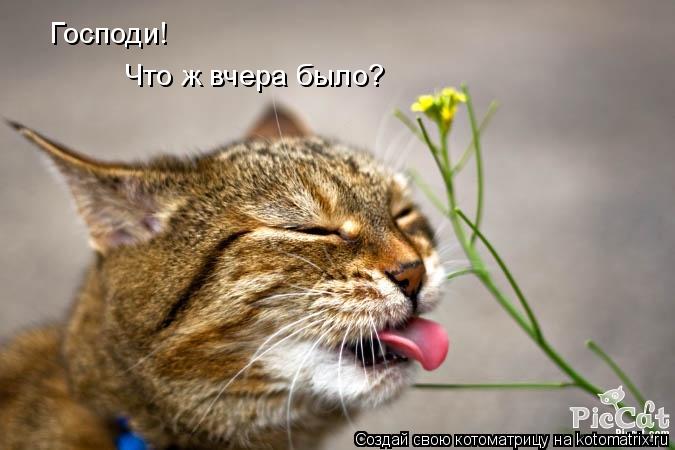 Котоматрица: Господи! Что ж вчера было?