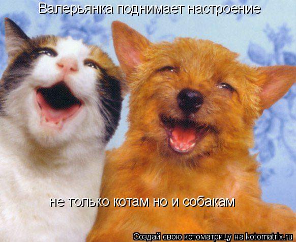 Котоматрица: Валерьянка поднимает настроение  не только котам но и собакам