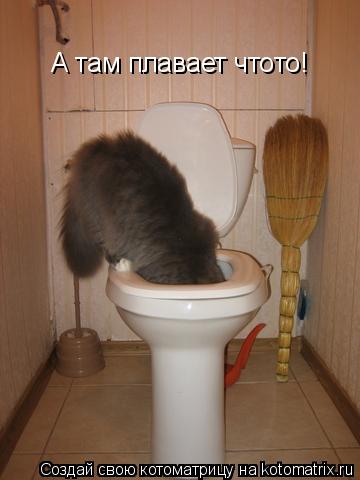 Котоматрица: А там плавает чтото!