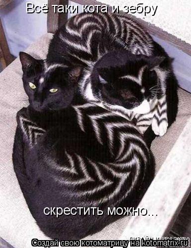 Котоматрица: Всё таки кота и зебру  скрестить можно...