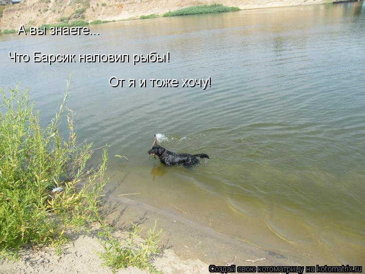 Котоматрица: А вы знаете... Что Барсик наловил рыбы! От я и тоже хочу!