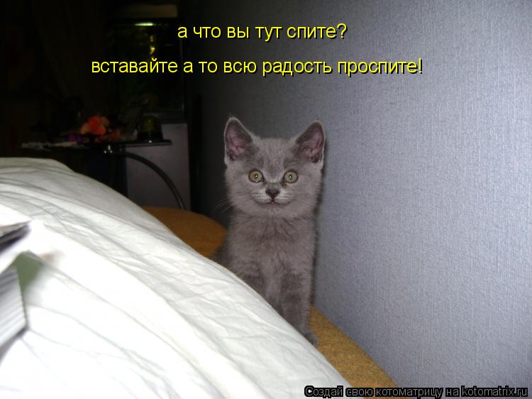 Котоматрица: а что вы тут спите?  вставайте а то всю радость проспите!