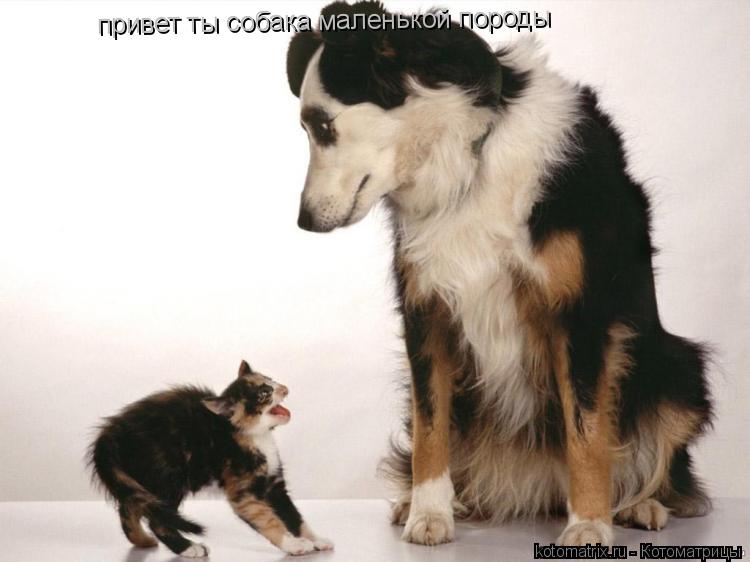 привет ты собака маленькой породы... Котоматрица: привет ты собака маленькой породы