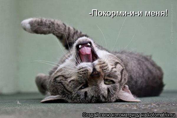 -Покорми-и-и меня!... Котоматрица: -Покорми-и-и меня!