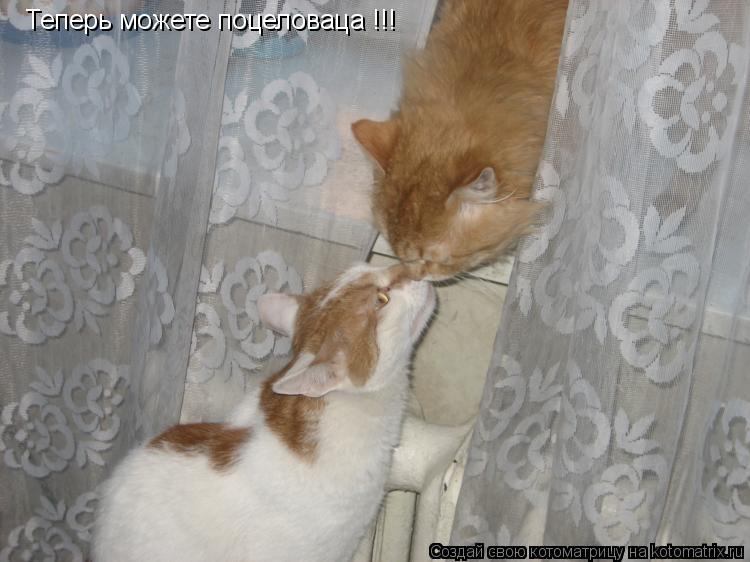 Теперь можете поцеловаца !!!... Котоматрица: Теперь можете поцеловаца !!!