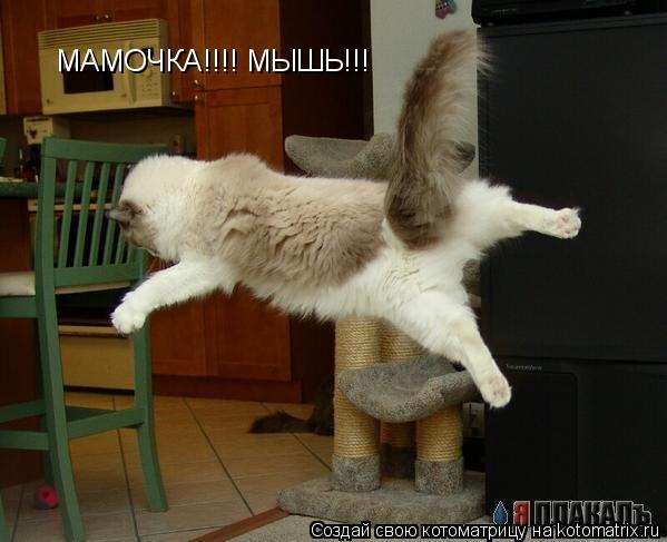 МАМОЧКА!!!! МЫШЬ!!!... Котоматрица: МАМОЧКА!!!! МЫШЬ!!!