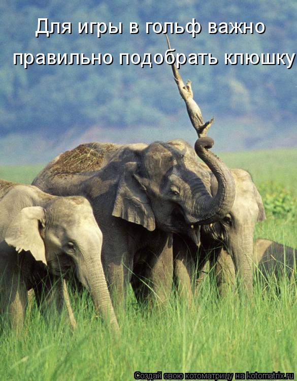 Для игры в гольф важно правильно подобрать клюшку... Котоматрица: Для игры в гольф важно правильно подобрать клюшку