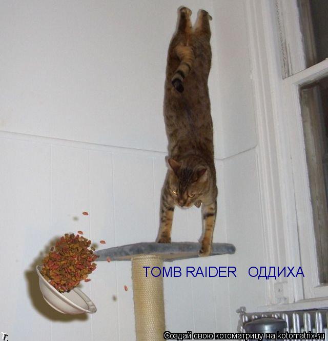 TOMB RAIDER ОДДИХАЄ... Котоматрица: TOMB RAIDER ОДДИХАЄ