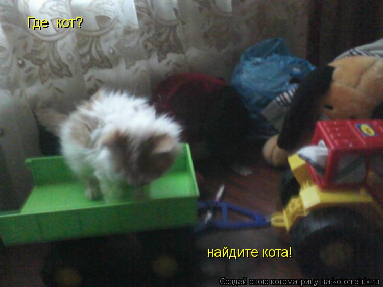Котоматрица: Где  кот? найдите кота!