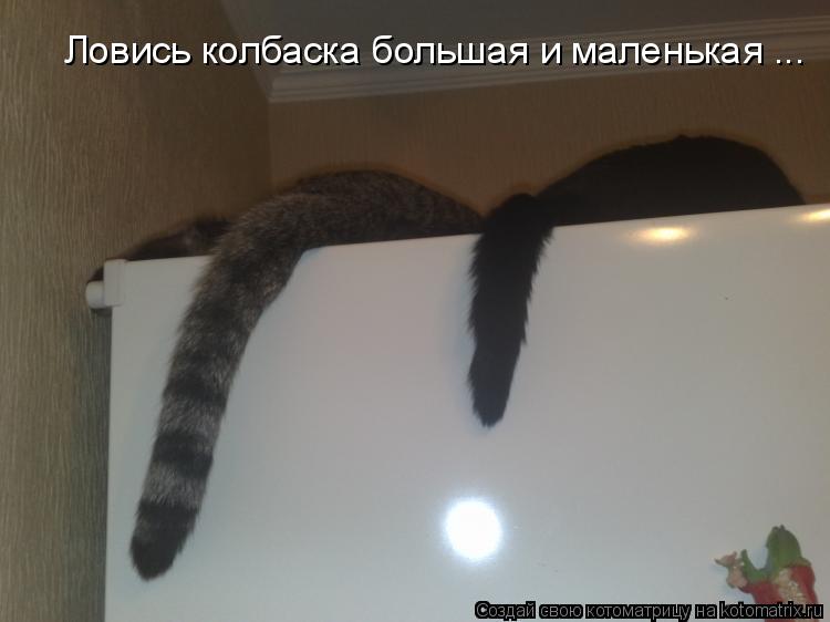 Котоматрица: Ловись колбаска большая и маленькая ...
