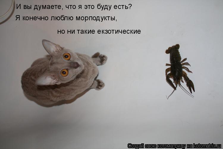 Котоматрица: И вы думаете, что я это буду есть? Я конечно люблю морподукты, но ни такие екзотические