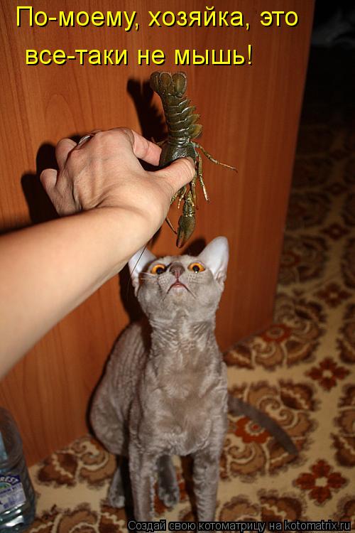 Котоматрица: По-моему, хозяйка, это  все-таки не мышь!