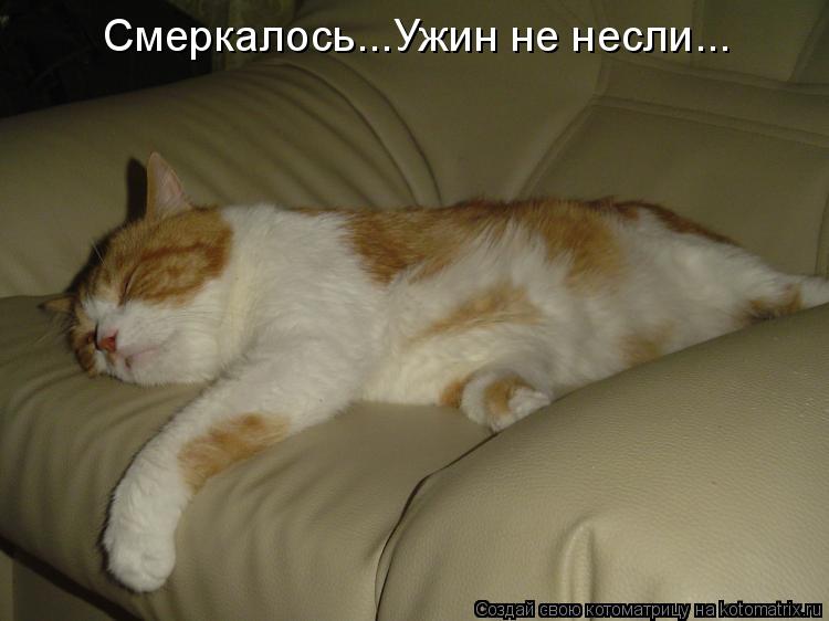 Смеркалось...Ужин не несли...... Котоматрица: Смеркалось...Ужин не несли...