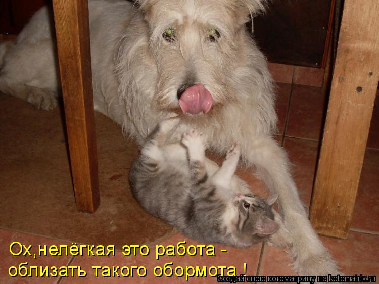 Ох,нелёгкая это работа - облизать такого обормота !... Котоматрица: Ох,нелёгкая это работа - облизать такого обормота !