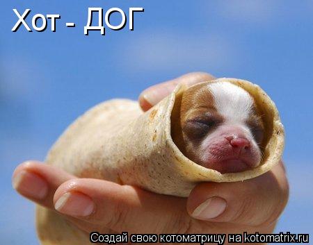 Котоматрица: Хот - ДОГ