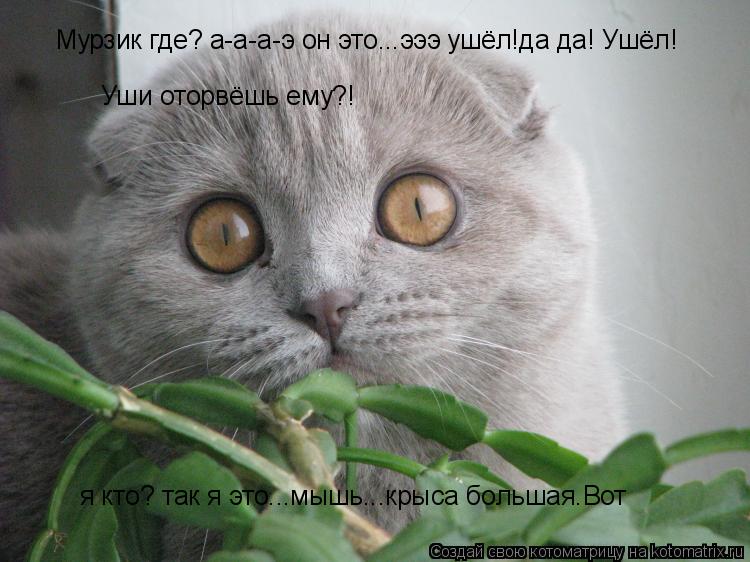 Котоматрица: Уши оторвёшь ему?! я кто? так я это...мышь...крыса большая.Вот Мурзик где? а-а-а-э он это...эээ ушёл!да да! Ушёл!