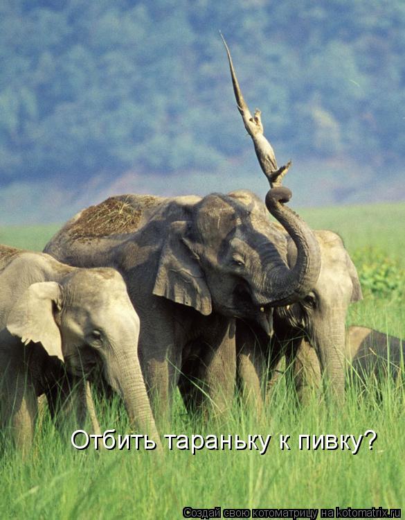 Отбить тараньку к пивку?... Котоматрица: Отбить тараньку к пивку?