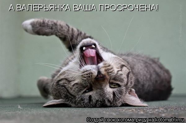 Котоматрица: А ВАЛЕРЬЯНКА ВАША ПРОСРОЧЕНА!