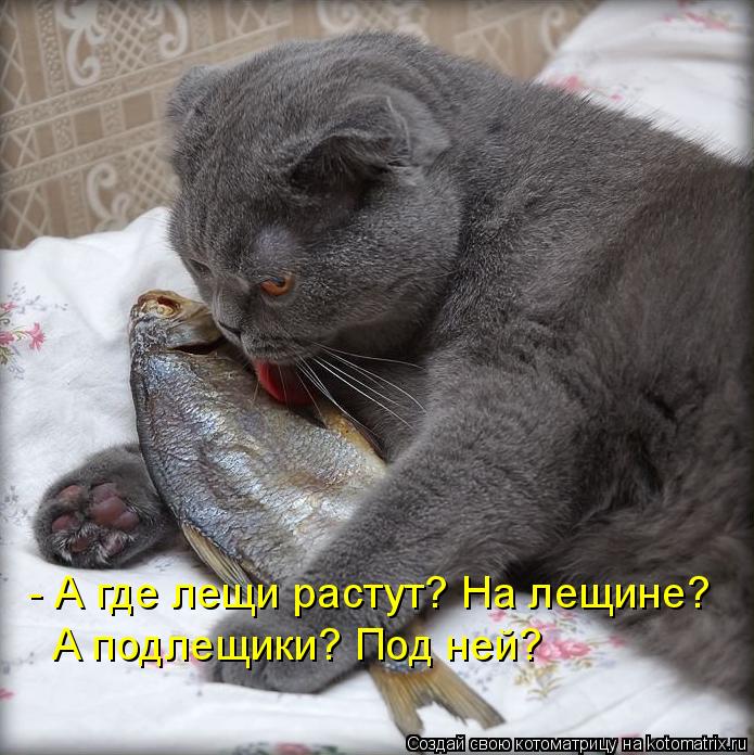Котоматрица: - А где лещи растут? На лещине? А подлещики? Под ней?