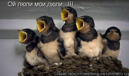 Котоматрица: Ой люли мои люли...!!!