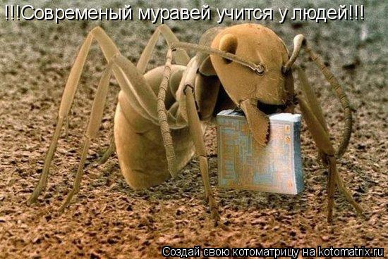 Котоматрица: !!!Современый муравей учится у людей!!!