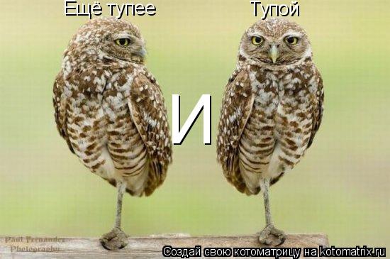 Котоматрица: Тупой Ещё тупее И