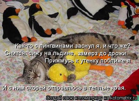 Котоматрица: Как-то с пингвинами заснул я, и что же? Снится: сижу на льдине, замерз до дрожи. Прижмусь к утенку поближе я И с ним скорей отправлюсь в теплые 