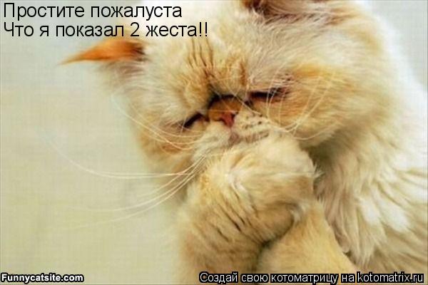 Котоматрица: Простите пожалуста  Что я показал 2 жеста!!