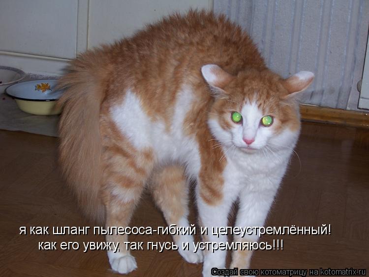 Котоматрица: я как шланг пылесоса-гибкий и целеустремлённый! как его увижу, так гнусь и устремляюсь!!!