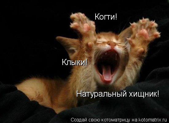 Котоматрица: Клыки! Когти! Натуральный хищник!