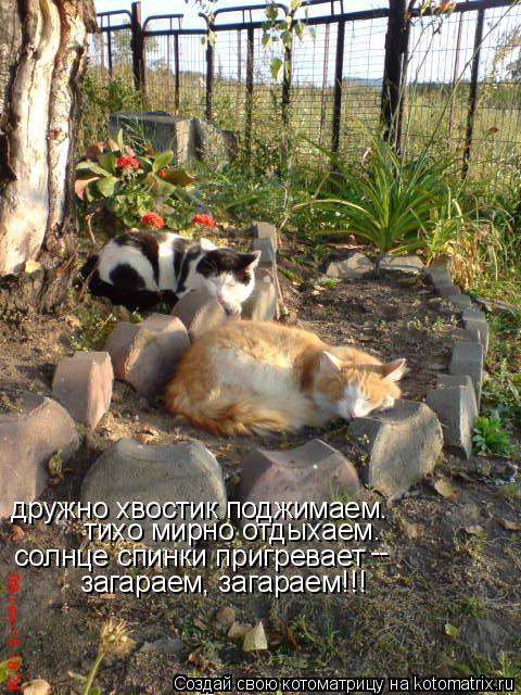 Котоматрица: дружно хвостик поджимаем. тихо мирно отдыхаем. солнце спинки пригревает -- загараем, загараем!!!