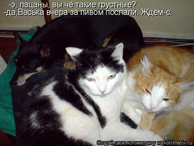 Котоматрица: -э, пацаны, вы чё такие грустные? -да,Васька вчера за пивом послали. Ждём-с.