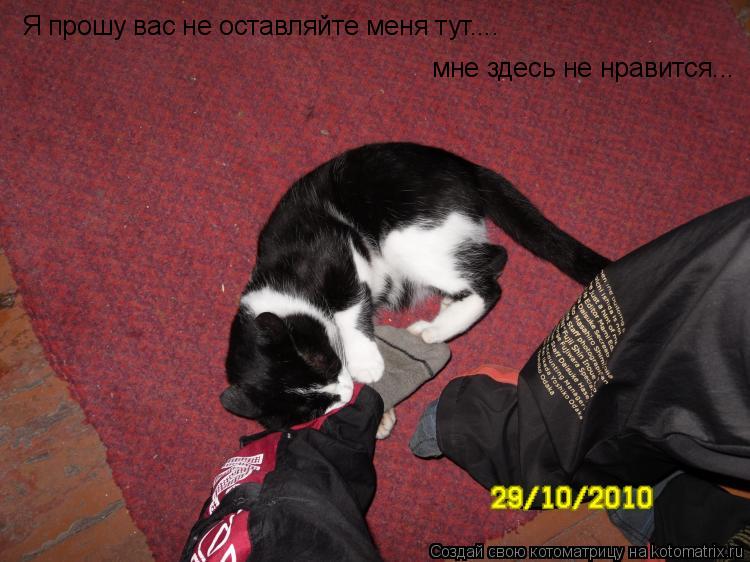 Котоматрица: Я прошу вас не оставляйте меня тут.... мне здесь не нравится...