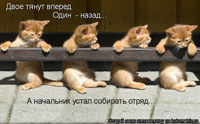 Котоматрица: Двое тянут вперед Один  - назад... А начальник устал собирать отряд...