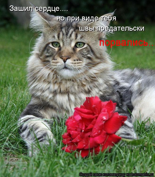 Котоматрица: Зашил сердце.... но при виде тебя швы предательски порвались...