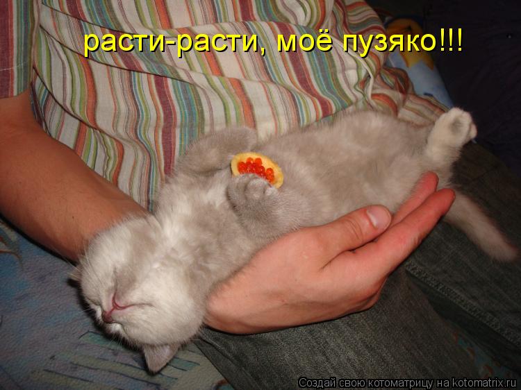 Котоматрица: расти-расти, моё пузяко!!!