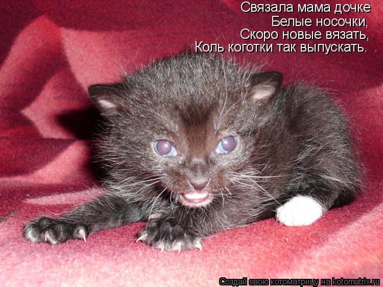 Котоматрица: Связала мама дочке  Белые носочки, Скоро новые вязать, Коль коготки так выпускать.