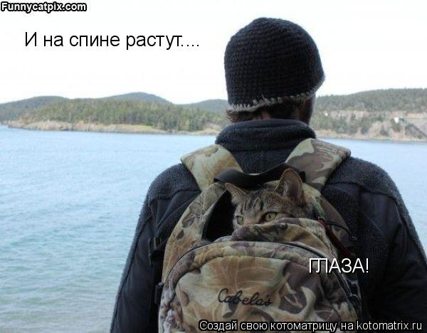 И на спине растут.... ГЛАЗА!... Котоматрица: И на спине растут.... ГЛАЗА!