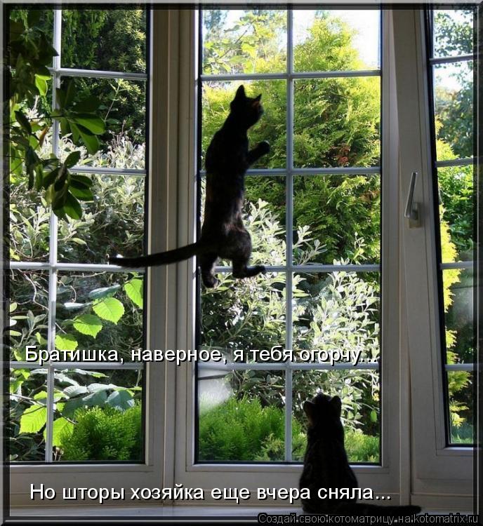 Братишка, наверное, я тебя огорчу... Но шторы хозяйка еще вчера сняла...... Котоматрица: Братишка, наверное, я тебя огорчу... Но шторы хозяйка еще вчера сняла...