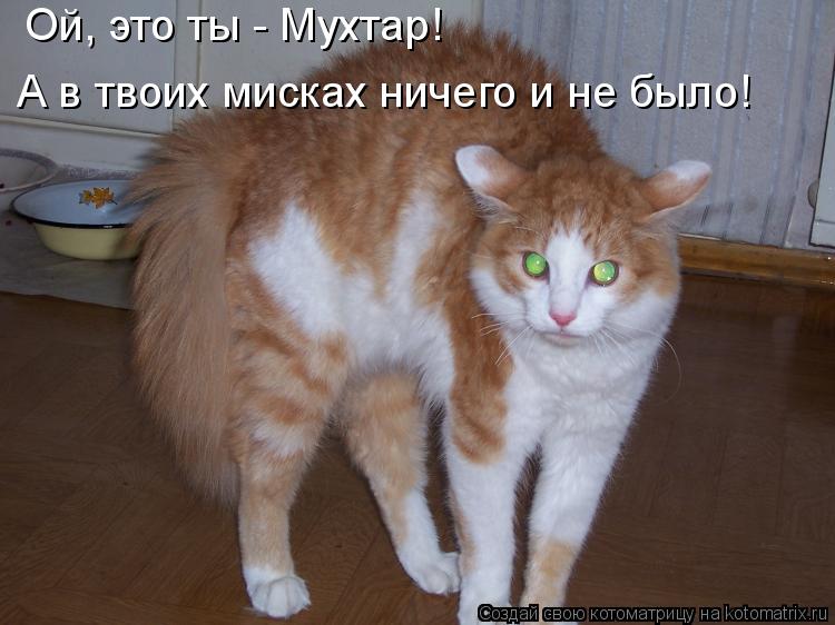 Ой, это ты - Мухтар! А в твоих мисках ничего и не было!... Котоматрица: Ой, это ты - Мухтар! А в твоих мисках ничего и не было!
