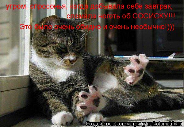 утром, спросонья, когда добывала себе завтрак, сломала ноготь об СОСИСКУ!!! Это было очень обидно и о... Котоматрица: утром, спросонья, когда добывала себе завтрак, сломала ноготь об СОСИСКУ!!! Это было очень обидно и очень необычно!)))